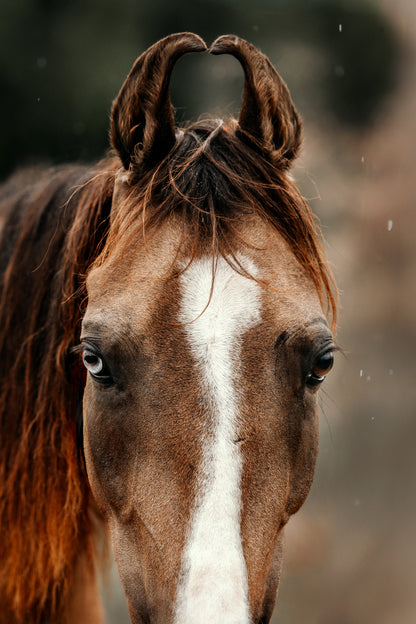 Mini-Set Marwari horses of India