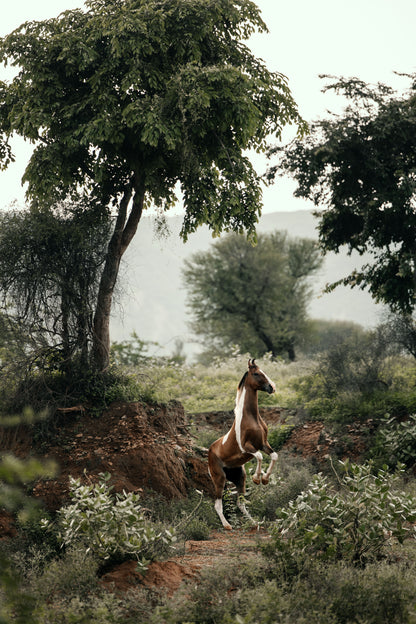 Mini-Set Marwari horses of India