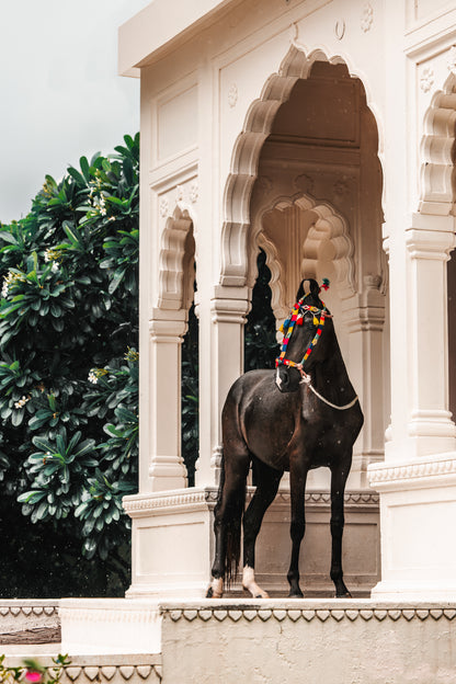 Mini-Set Marwari horses of India