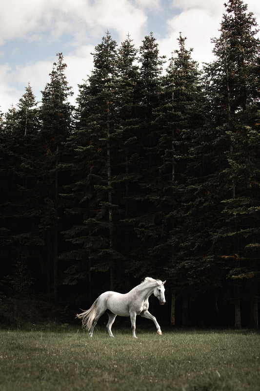 The White Unicorn